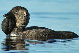 Musk Duck