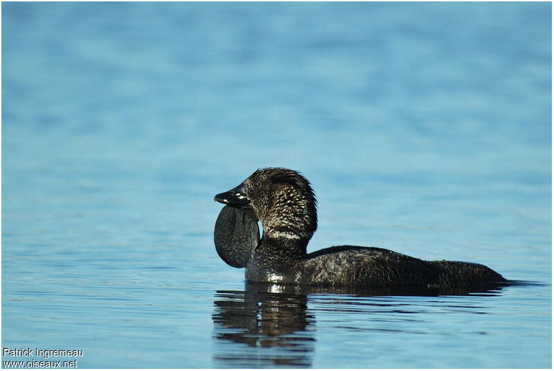 Musk Duck male adult breeding, aspect