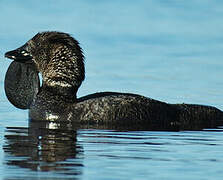 Musk Duck