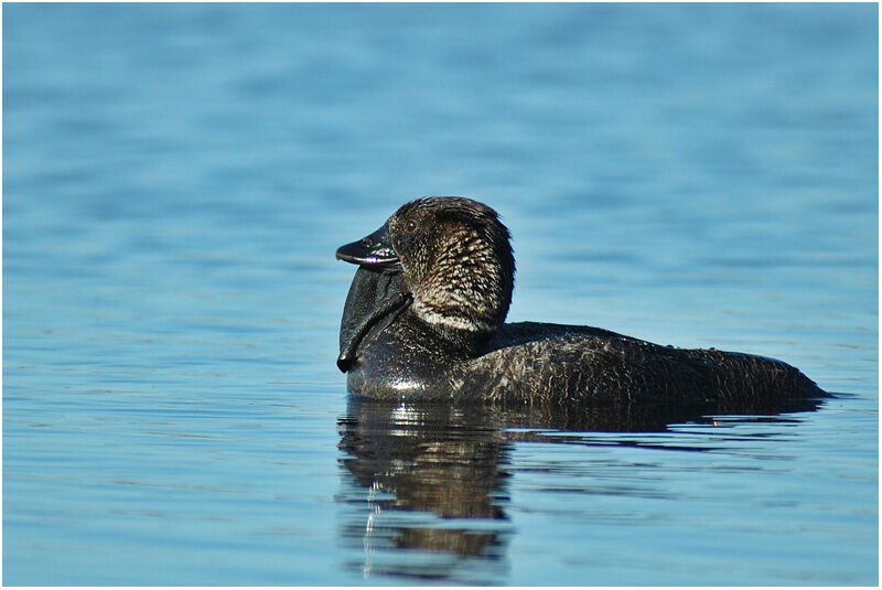 Musk Duck male adult breeding