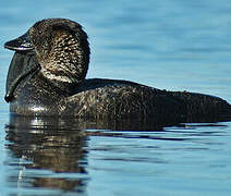 Musk Duck