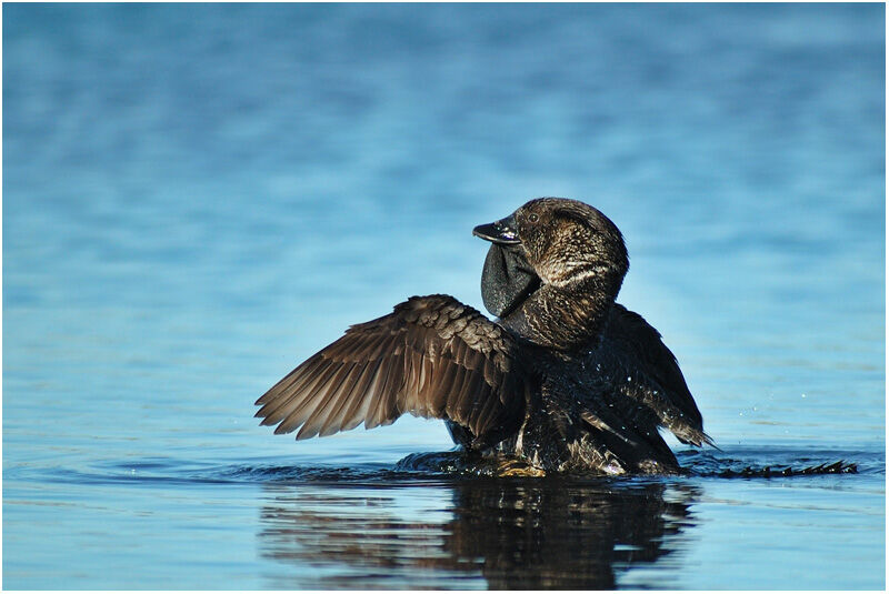 Musk Duck male adult breeding