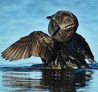 Musk Duck