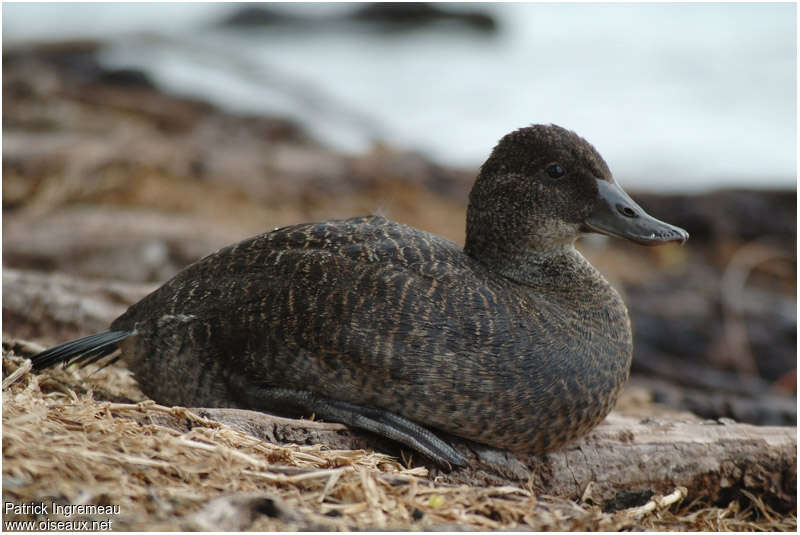 Blue-billed Duck female adult, close-up portrait