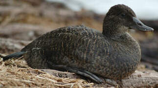 Blue-billed Duck