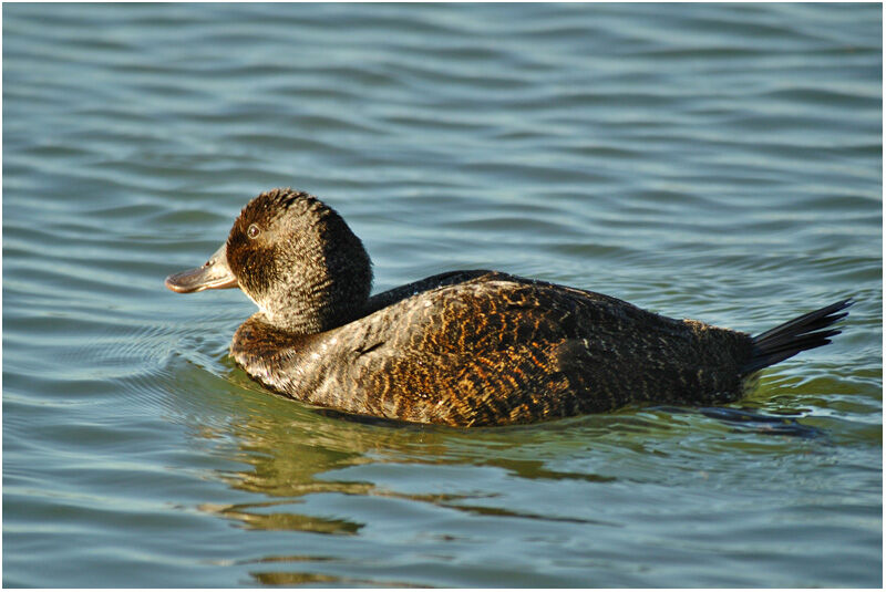 Blue-billed Duck female adult