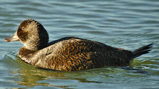 Blue-billed Duck