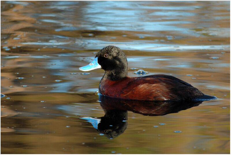 Blue-billed Duck male adult