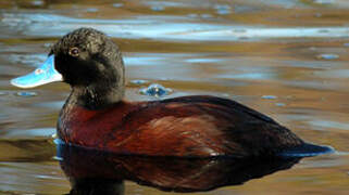 Blue-billed Duck