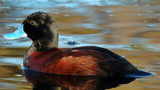 Blue-billed Duck