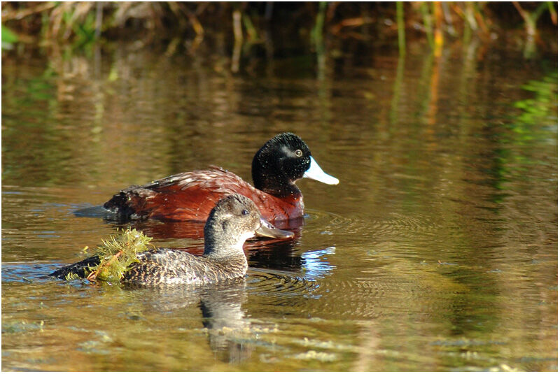 Blue-billed Duck adult