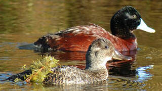 Blue-billed Duck