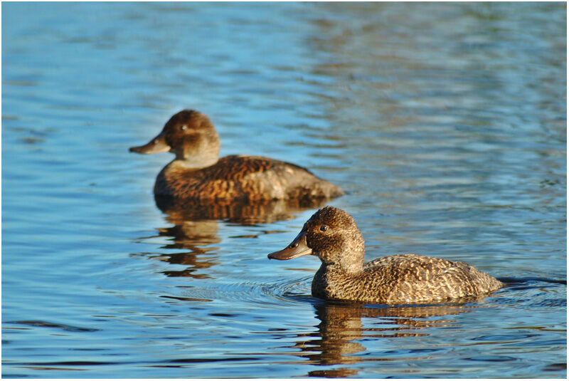 Blue-billed Duck female adult