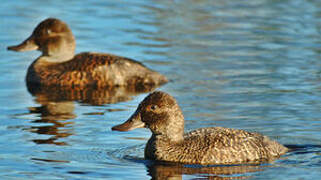 Blue-billed Duck