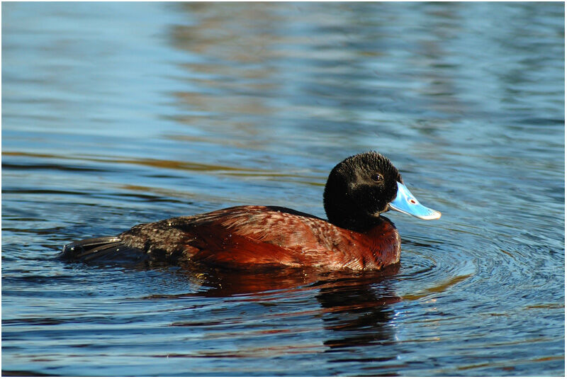 Blue-billed Duck male adult