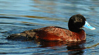 Blue-billed Duck