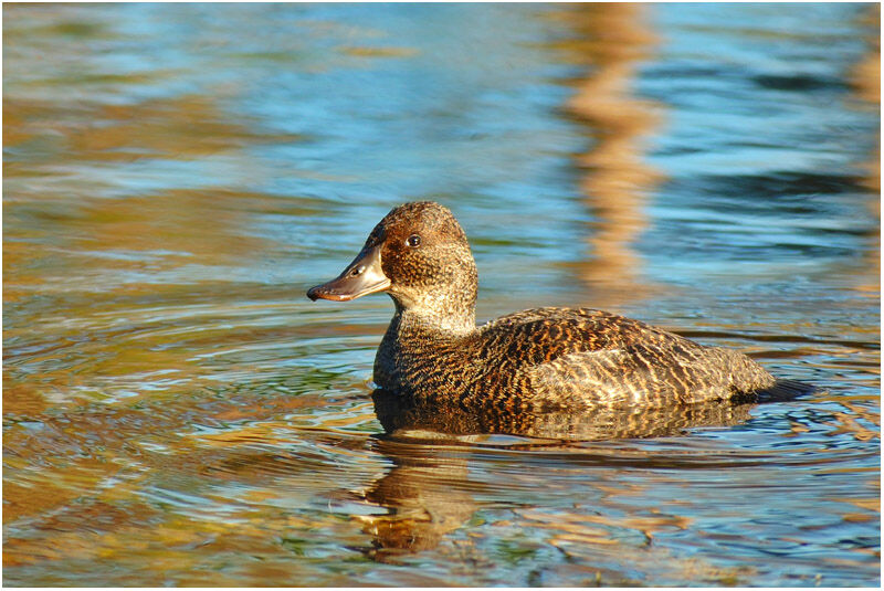 Blue-billed Duck female adult