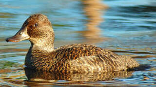 Blue-billed Duck