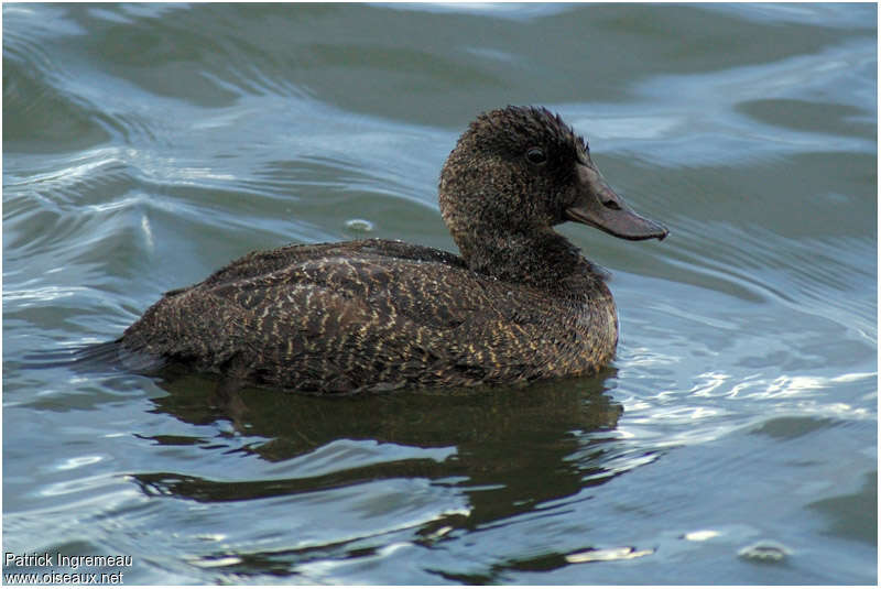 Blue-billed Duck female adult, swimming