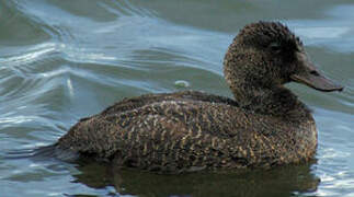 Blue-billed Duck