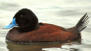 Blue-billed Duck