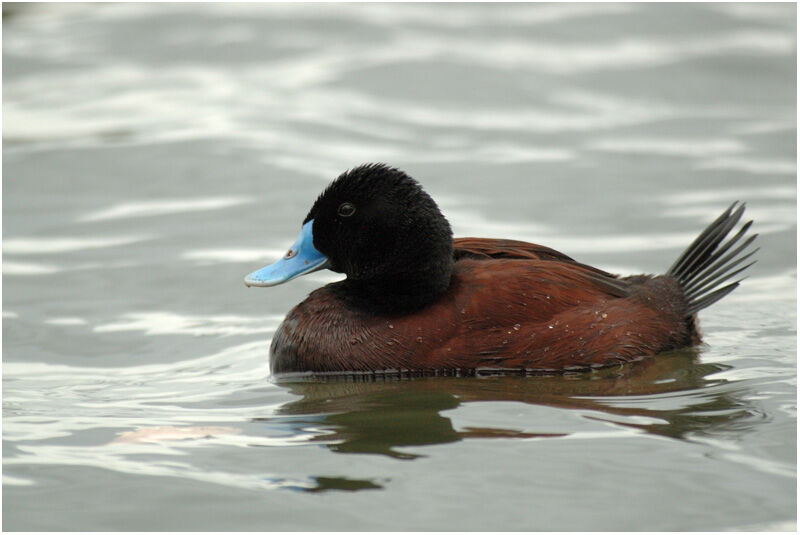 Blue-billed Duck male adult