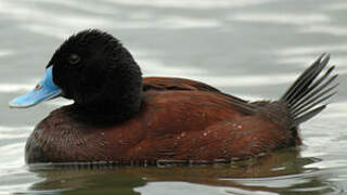 Blue-billed Duck