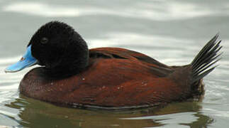 Blue-billed Duck