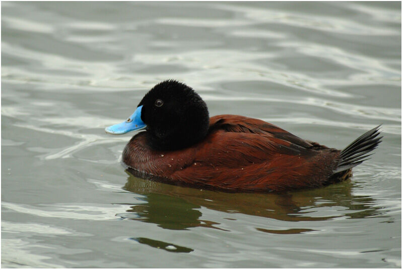 Blue-billed Duck male adult