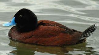 Blue-billed Duck