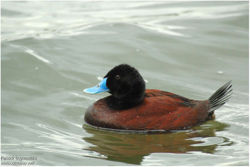 Blue-billed Duck male adult, identification