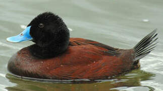 Blue-billed Duck