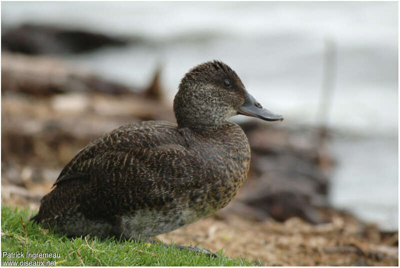 Blue-billed Duck female adult