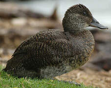 Blue-billed Duck