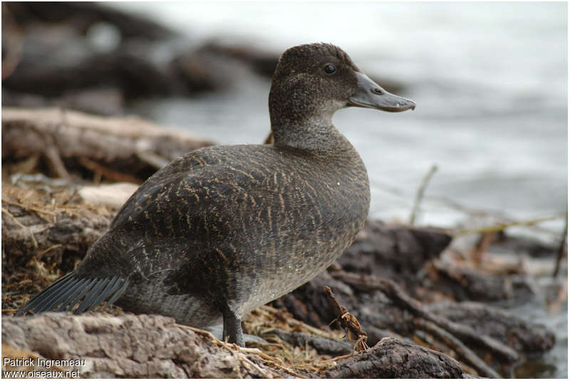 Blue-billed Duck female adult, identification