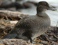 Blue-billed Duck