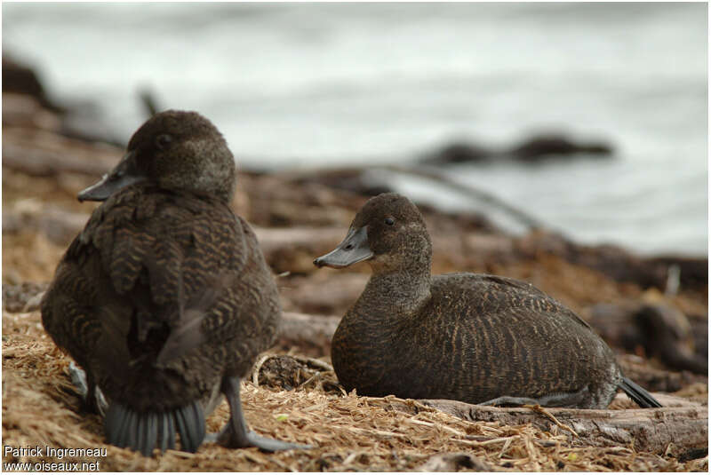 Blue-billed Duck female adult, habitat