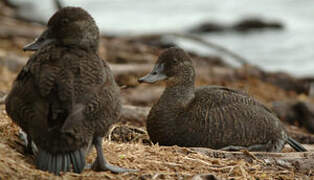 Blue-billed Duck