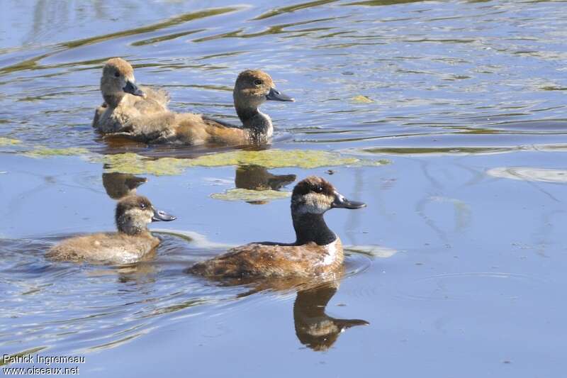 Ruddy Duck, pigmentation