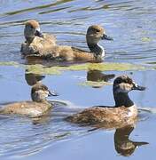 Ruddy Duck