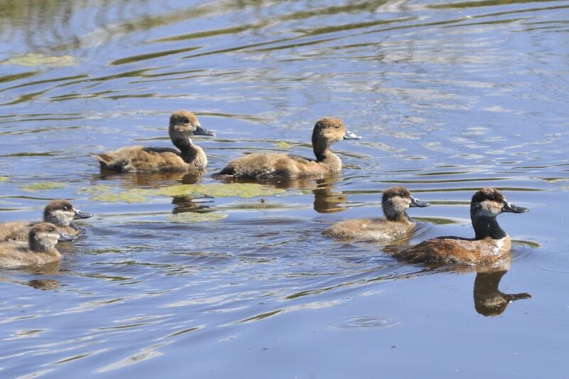 Ruddy Duck female adult breeding