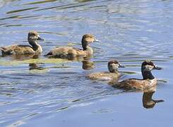 Ruddy Duck