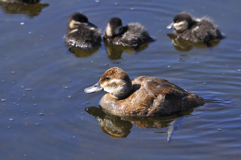 Ruddy Duck female adult, Reproduction-nesting