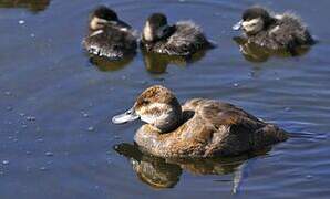 Ruddy Duck