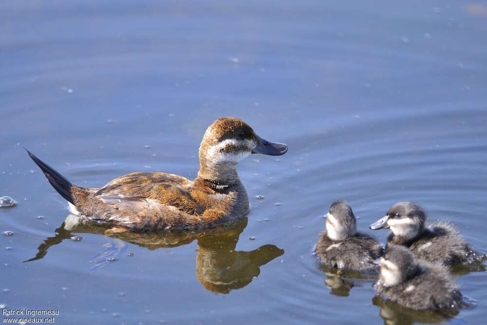 Ruddy DuckPoussin, Reproduction-nesting