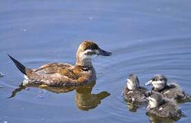 Ruddy Duck