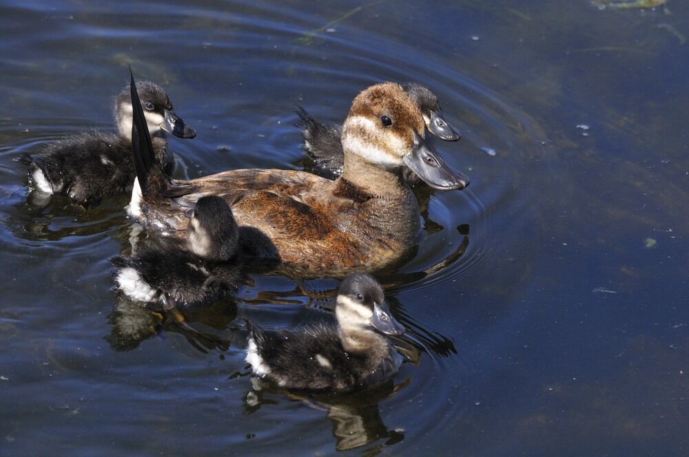 Érismature rousse femelle adulte, Nidification