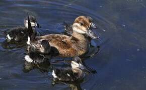 Ruddy Duck