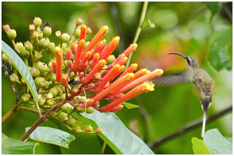 Long-tailed Hermitadult