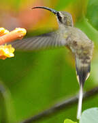 Long-tailed Hermit